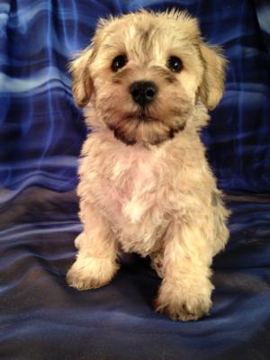 Male schnoodle Puppy #4 DOB 9-20-14 Purebredpups is just a short journey from Illinois, Minnesota and Wisconsin.